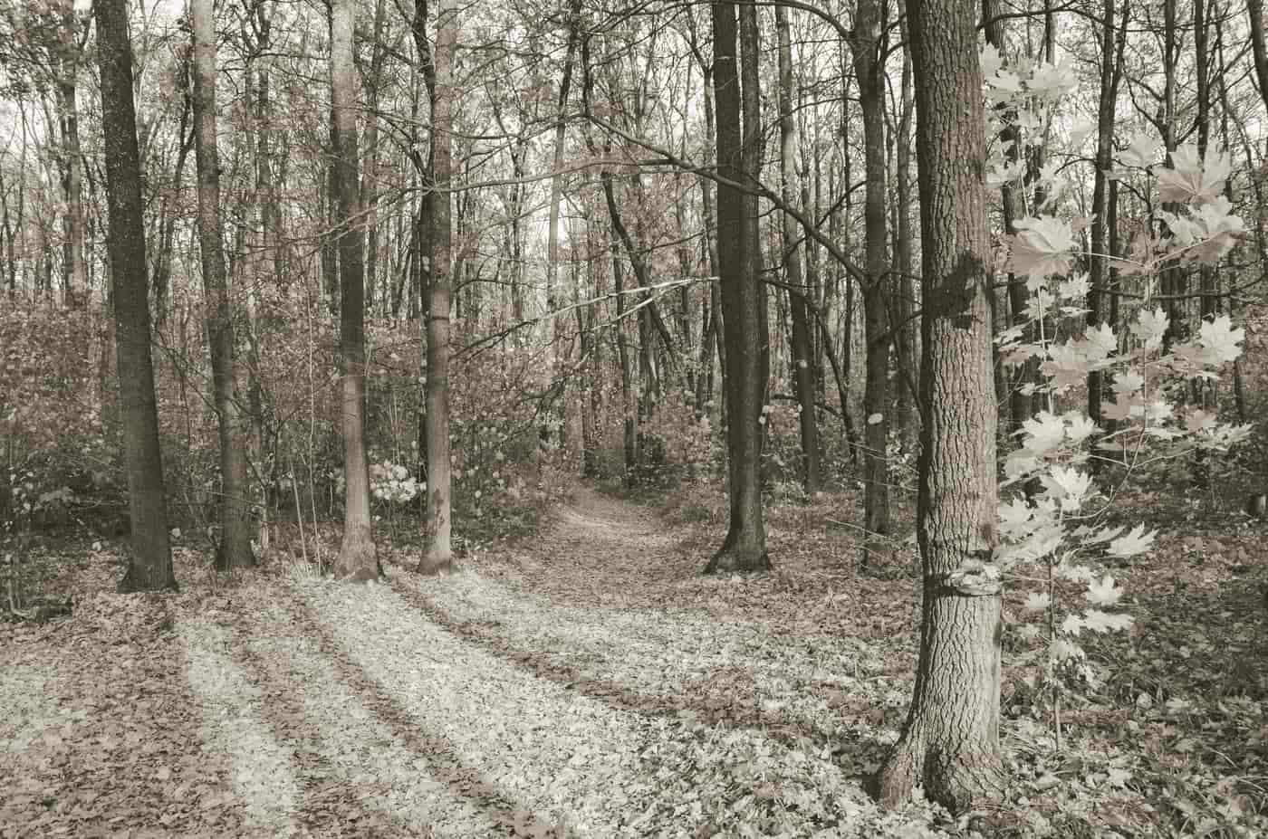A trail running through autumn woodland