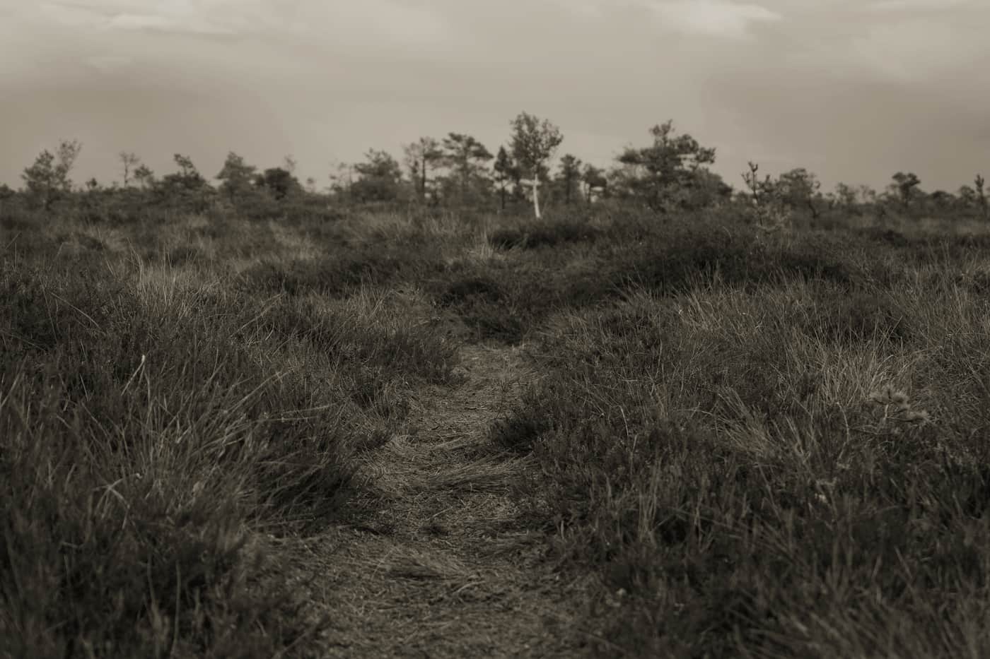 A gravel trail running through scrubland under an overcast sky